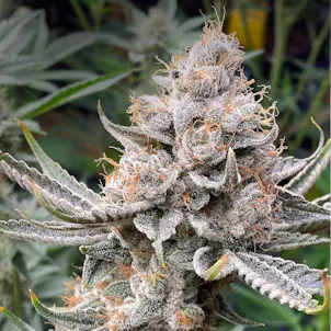 Photo of Golden Crisp