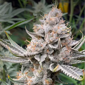 Photo of Golden Crisp