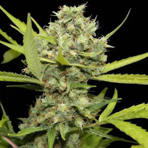 Photo of Pineapple Chunk Feminized
