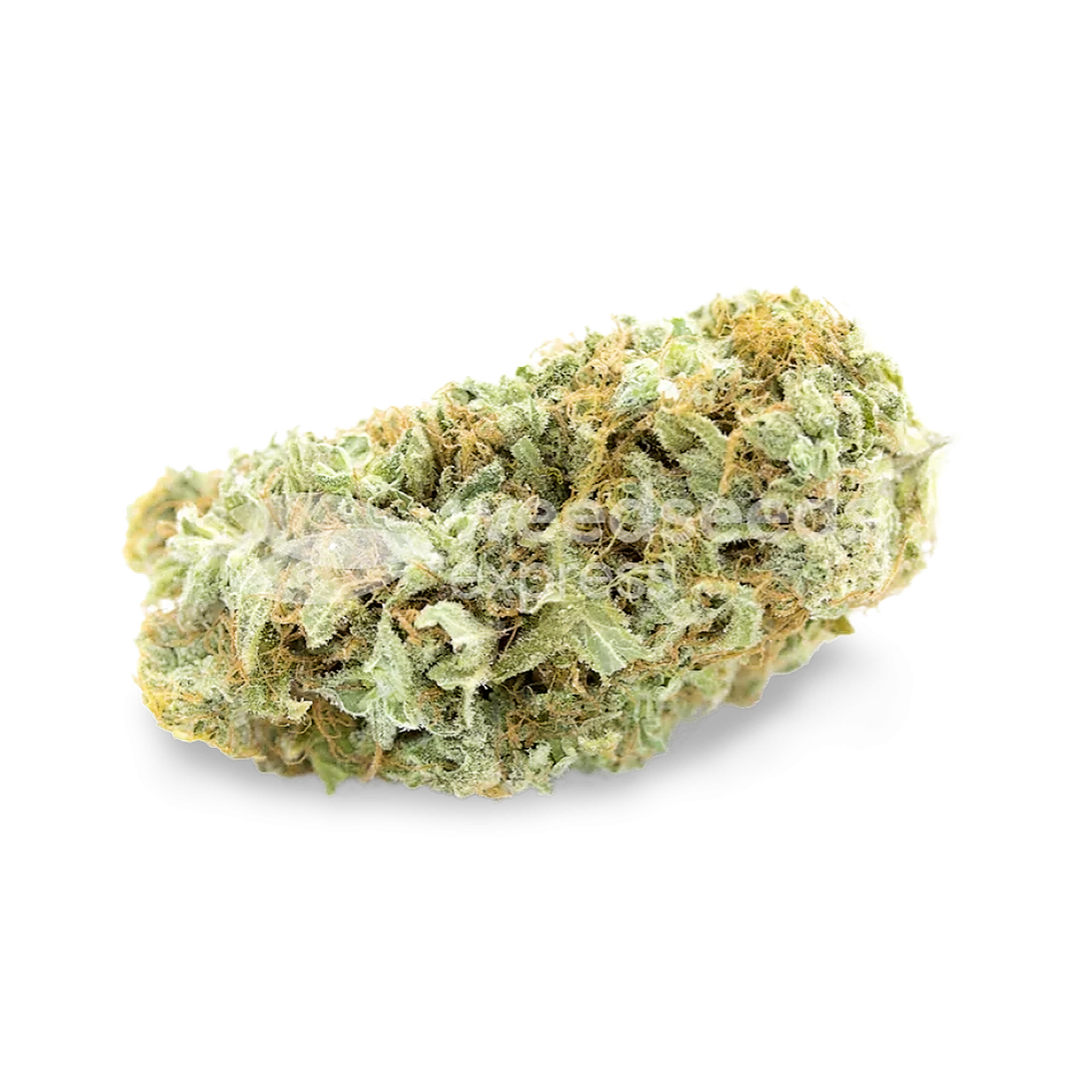 Weedseedsexpress: Critical Feminized Seeds | Leafly