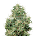 Strawberry Kush Feminized Seeds