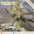 Product image for Miracle Candy - 12x Regular Seeds