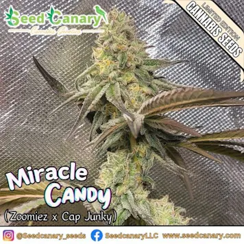 Photo of Miracle Candy - 12x Regular Seeds
