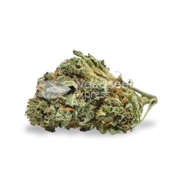 Photo of Runtz Feminized Seeds