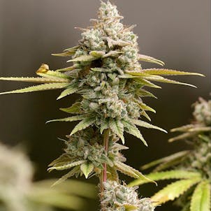 Photo of Ice Cream Cake Feminized