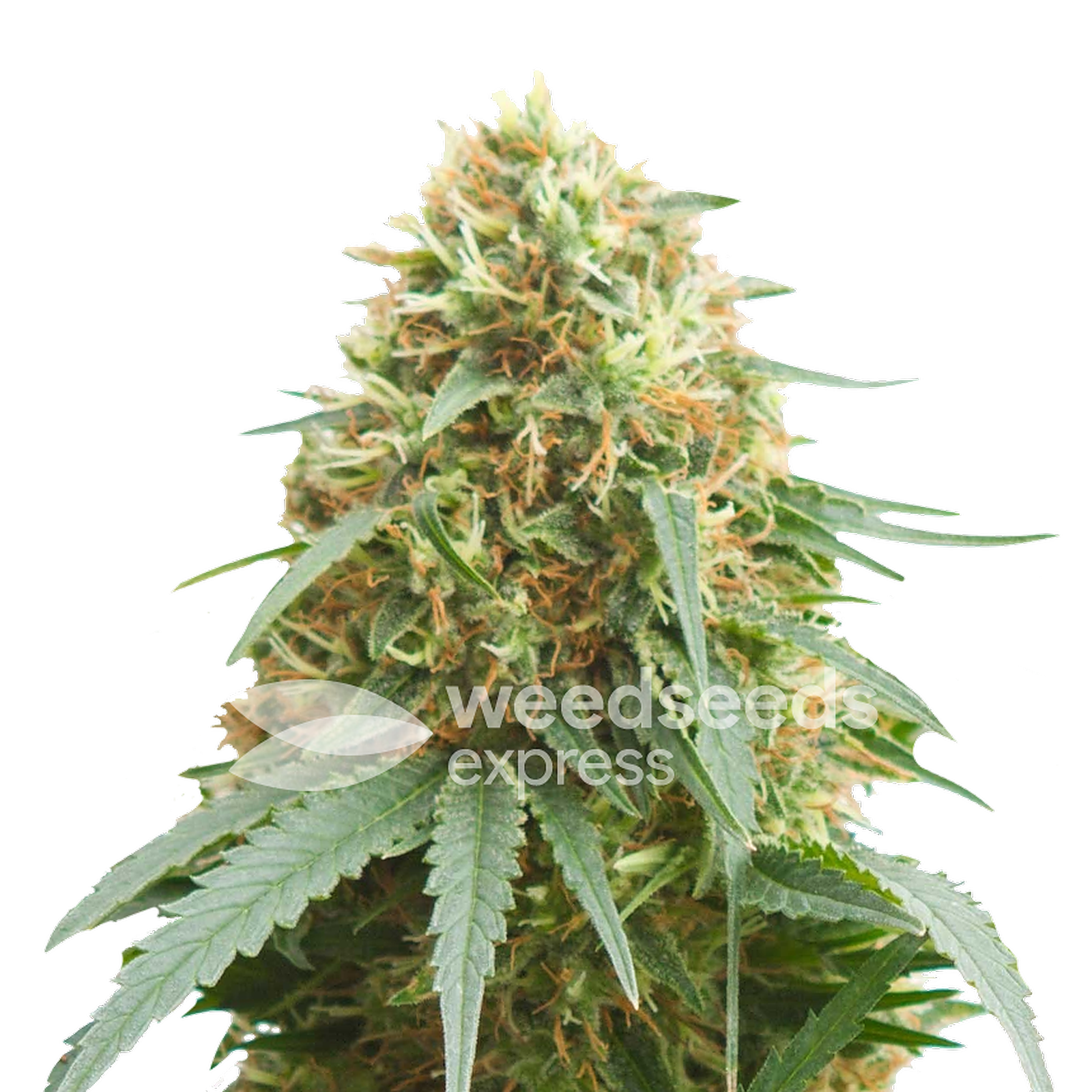 Weedseedsexpress: Pineapple Express Autoflower Seeds | Leafly