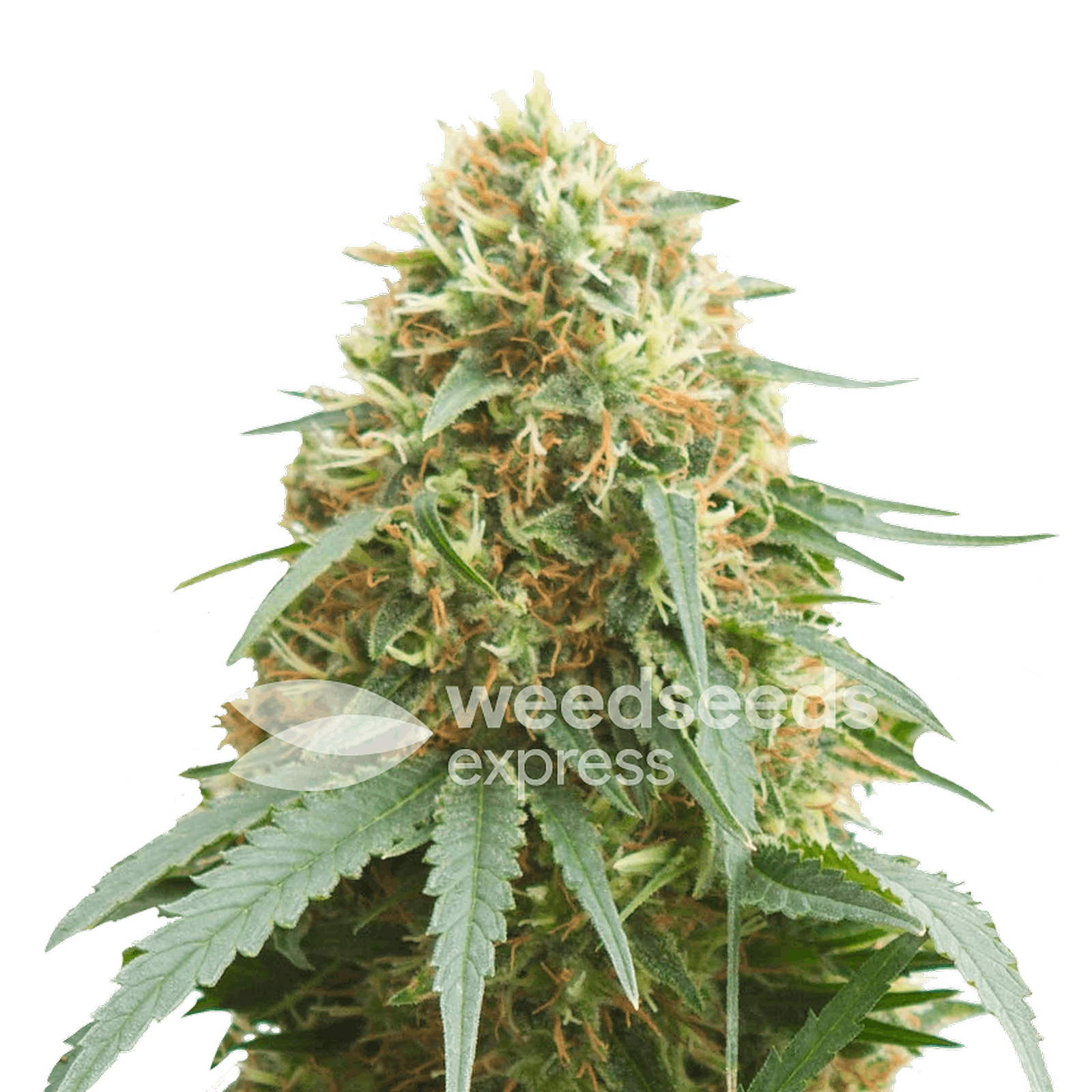 Weedseedsexpress Pineapple Express autoflower seeds Leafly