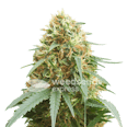 Pineapple Express Autoflower Seeds