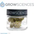 Product image for Gorilla Dosha (3.7)
