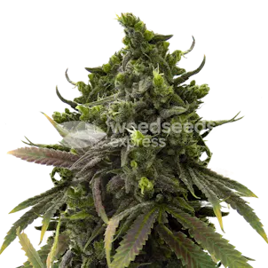Photo of Black Jack Autoflower Seeds
