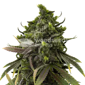 Photo of Black Jack Autoflower Seeds