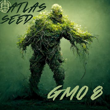 Photo of GMO 8