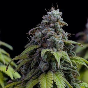 Photo of Cherry Dream