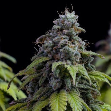 Photo of Cherry Dream