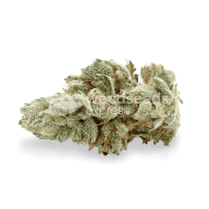 Photo of Gelato Feminized Seeds