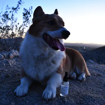 Photo of Pet CBD Oil Tincture - 1000mg Unflavored