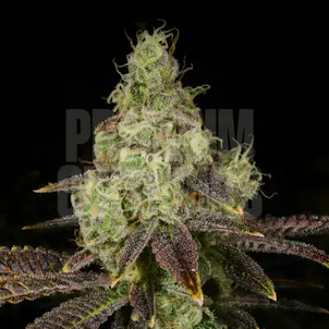 Photo of Hella Jelly