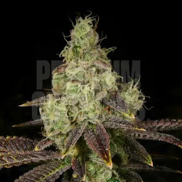 Photo of Hella Jelly