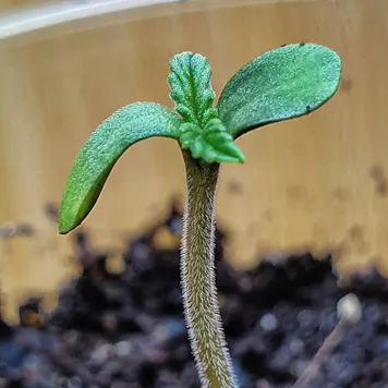 Photo of Unknown Kush