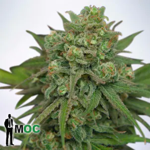 Photo of Instakush Feminized