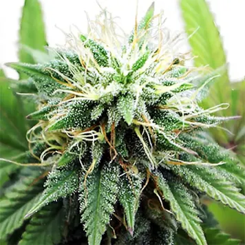 Photo of AK47 XTRM Feminized