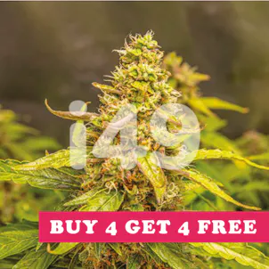 Photo of Auto Zkittlez Fem