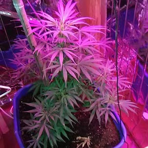 Photo of BUBBLEGUM – 10 Pack