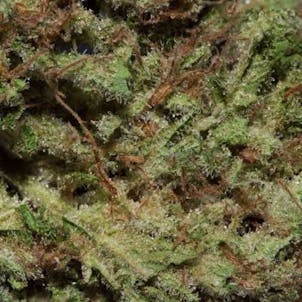 Photo of Sour Diesel