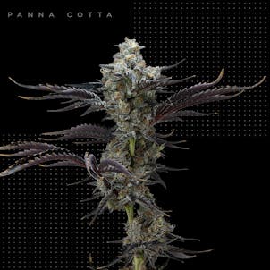 Photo of Panna Cotta