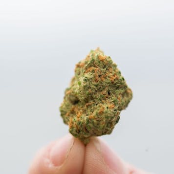 Photo of Headlight Flower