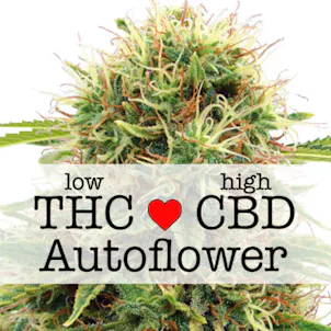 Photo of CBD Kush (autoflowering) seeds