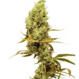Product image for Gold Leaf Feminized