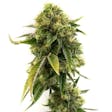 Product image for Alien Gorilla Glue Feminized