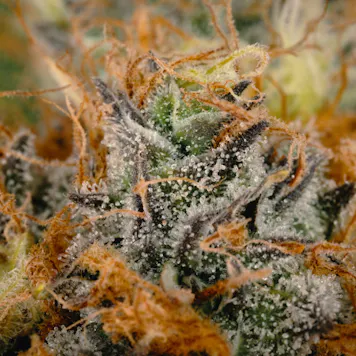 Photo of Zest Qwest a.k.a Super Lemon Haze Pre-rolls