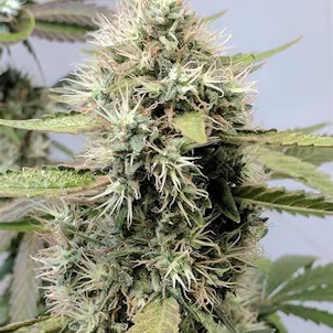 Photo of OG KUSH - SINGLE SEED