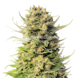 Product image for Cheese Feminized Seeds