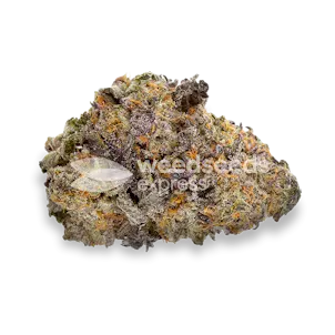 Photo of Purple Gelato Autoflower Seeds