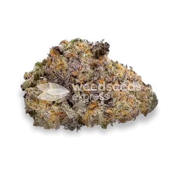 Photo of Purple Gelato Autoflower Seeds