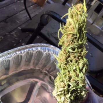 Photo of Biowave Mini Model