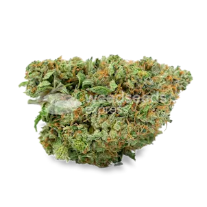 Photo of Amnesia Feminized Seeds