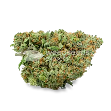 Photo of Amnesia Feminized Seeds