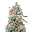 Product image for Hellfire OG Feminized Seeds