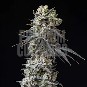 Photo of Cherry Popperz