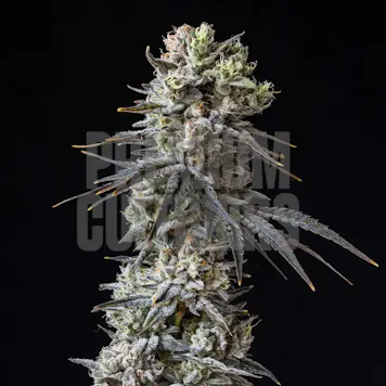 Photo of Cherry Popperz