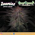 Product image for Zoomiez - Regular Seeds