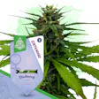 Product image for Blueberry Feminized by Zamnesia Seeds