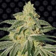 Product image for Afghan Hash Plant Regular Cannabis Seeds