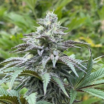Photo of Zkittlez Auto