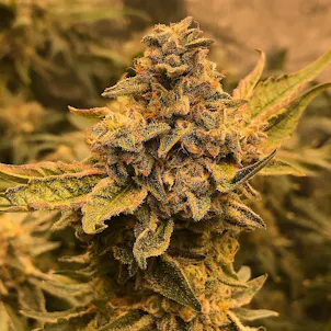 Photo of AUTO RUNTZ X CITRAL AUTOFLOWER SEEDS USA