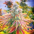 Product image for Rainbow Kush Autoflower